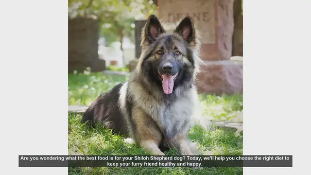 Video thumbnail for Best Food for Your Shiloh Shepherd: A Complete Guide