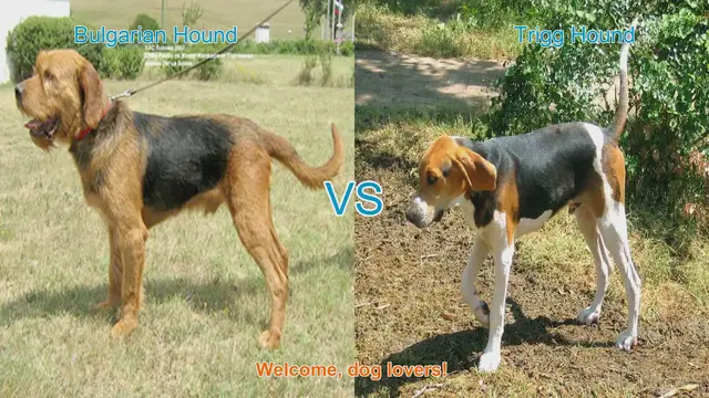 Video thumbnail for Bulgarian Hound vs. Trigg Hound: A Comprehensive Comparison