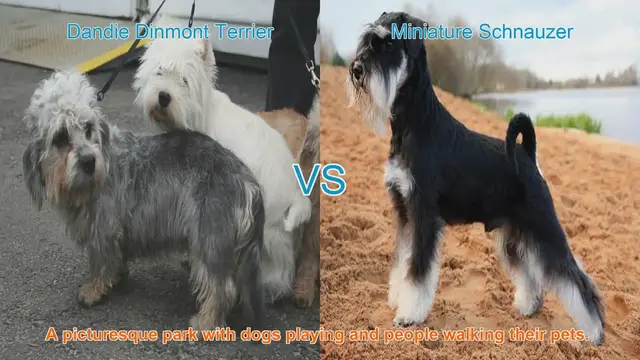 Video thumbnail for Comparing Dandie Dinmont Terrier and Miniature Schnauzer: Breed Breakdown
