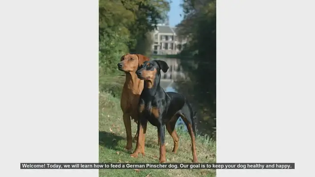 Video thumbnail for How to Properly Feed Your German Pinscher