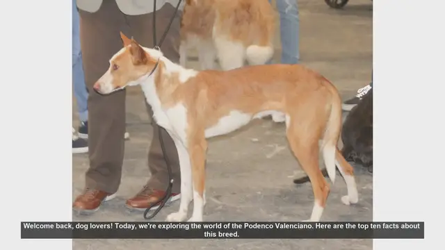 Video thumbnail for Top 10 Facts About the Podenco Valenciano