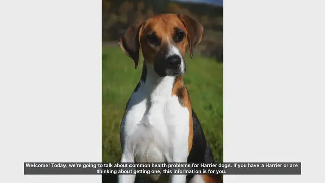 Video thumbnail for Common Health Problems in Harrier Dogs: What You Need to Know