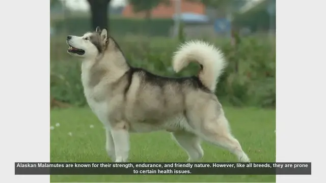 Video thumbnail for Common Health Issues in Alaskan Malamutes: What You Need to Know