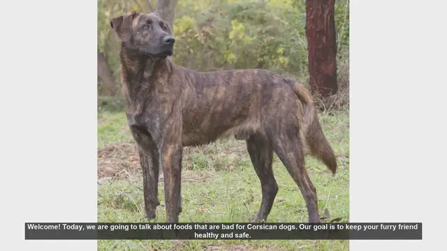 Video thumbnail for Foods to Avoid for a Healthy Corsican Dog