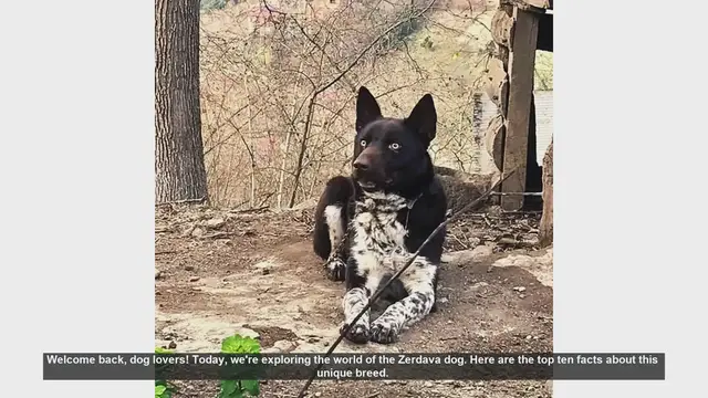 Video thumbnail for Top 10 Fascinating Facts About the Zerdava Dog