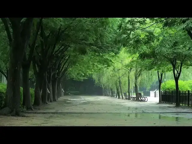 Video thumbnail for On the tree lined road on a rainy day, the sound of heavy rain relaxes the body and mind, reliev