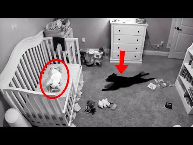 Video thumbnail for Baby Left Home Alone With Dog - When His Mother Returns, She Bursts Into Tears