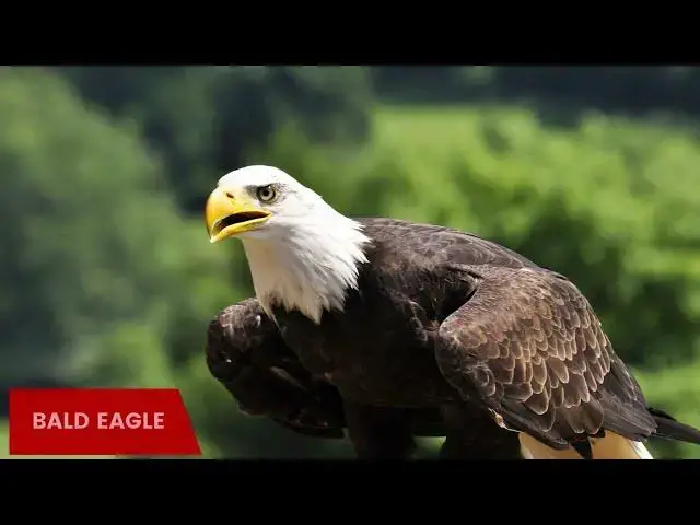 Video thumbnail for Eagles in Illinois: A Closer Look
