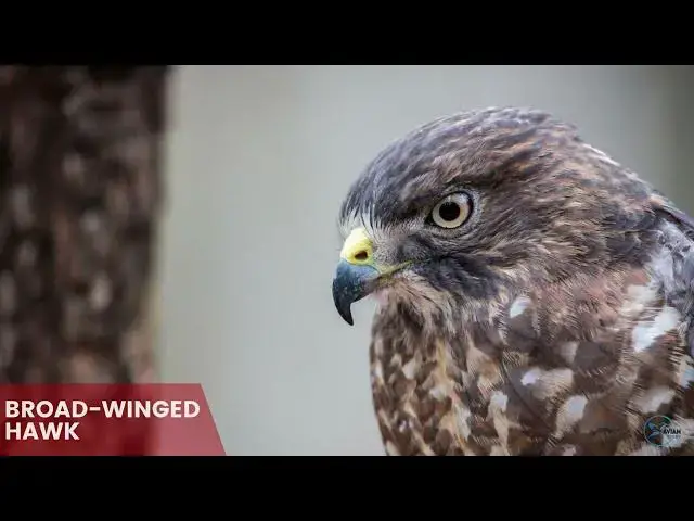 Video thumbnail for Hawks in Illinois: Winged Stewards of the Prairie State