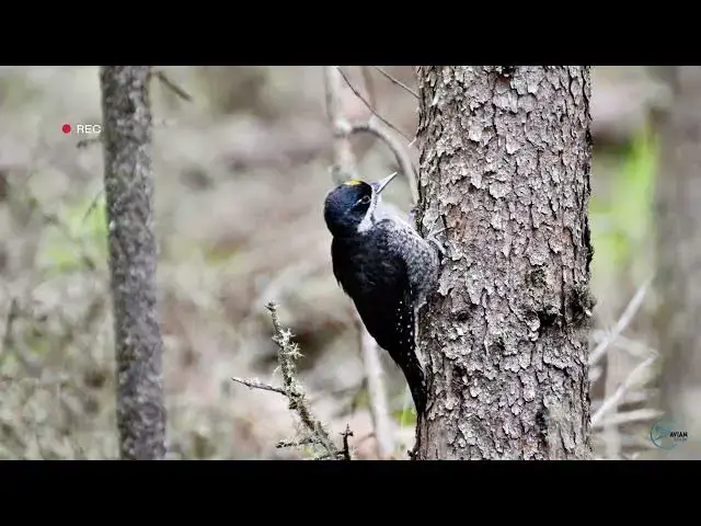 Video thumbnail for Discovering Wisconsin's Woodpeckers: A Guide to the Species