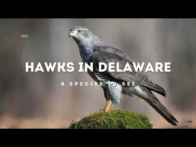 Video thumbnail for Hawks in Delaware: Feathered Guardians of the First State