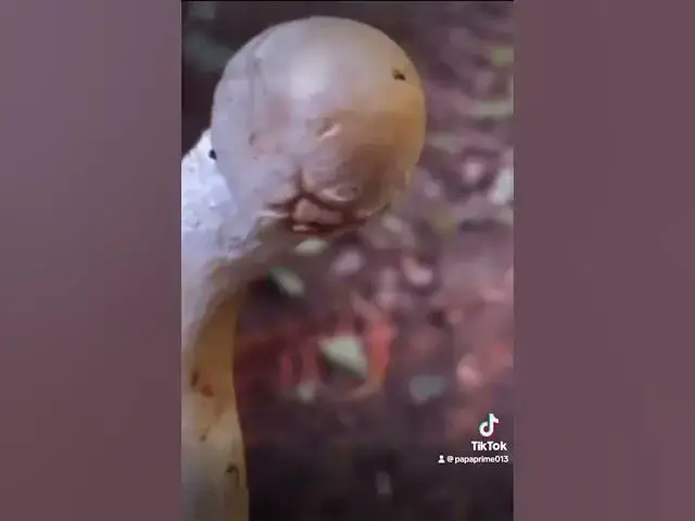 Video thumbnail for #mushroom #tree #funny #comedy
