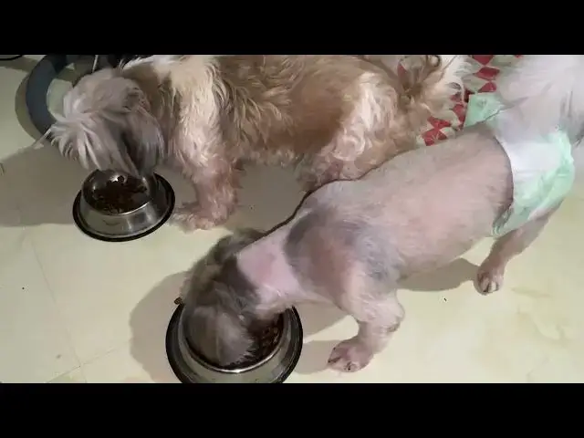 Video thumbnail for Eating time | Cute Shih Tzus having their dinner