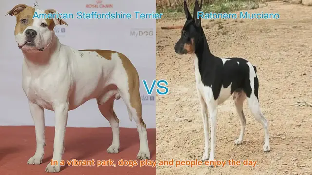 Video thumbnail for American Staffordshire Terrier vs. Ratonero Murciano: A Breed Comparison