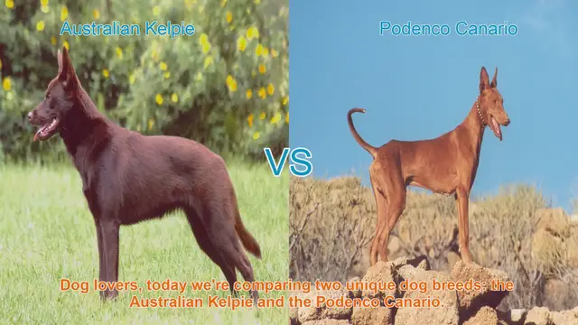 Video thumbnail for Australian Kelpie vs. Podenco Canario: A Comparison of Two Unique Dog Breeds