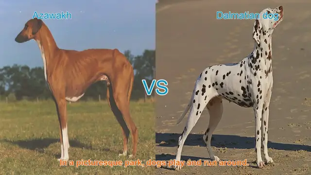 Video thumbnail for Azawakh vs. Dalmatian: A Breed Comparison