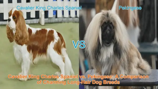 Video thumbnail for Cavalier King Charles Spaniel vs. Pekingese: A Comparison of Charming Long-Hair Dog Breeds