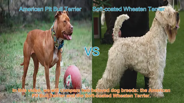 Video thumbnail for American Pit Bull Terrier vs. Soft-coated Wheaten Terrier: A Breed Comparison