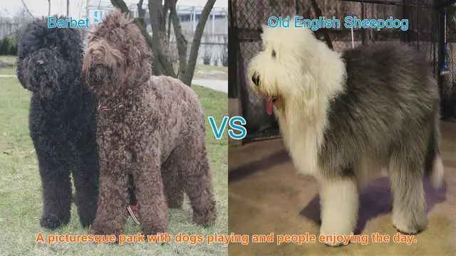 Video thumbnail for Barbet vs. Old English Sheepdog: A Comparison of Long-Haired Dog Breeds