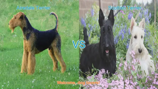 Video thumbnail for Airedale Terrier vs. Scottish Terrier: A Detailed Comparison