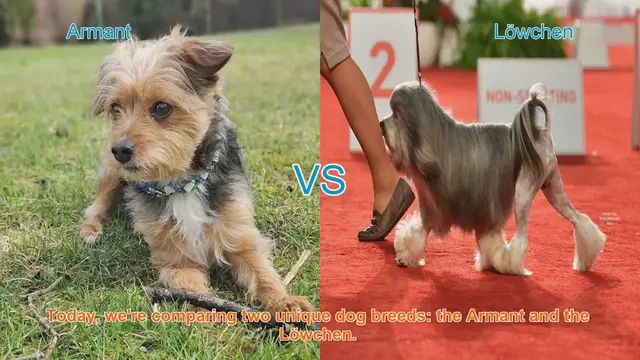 Video thumbnail for Armant vs. Löwchen: A Comprehensive Comparison