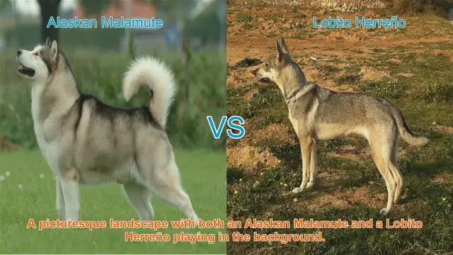 Video thumbnail for Alaskan Malamute VS Lobito Herreño