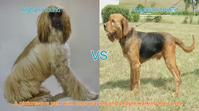 Video thumbnail for Unique Dog Breeds: Afghan Hound vs. Bulgarian Hound