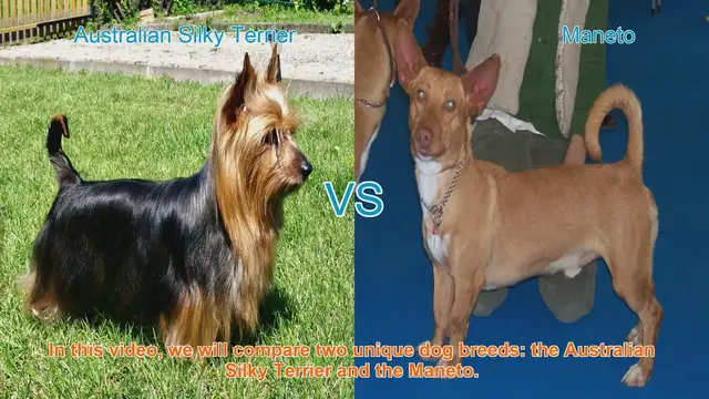Video thumbnail for Comparing Australian Silky Terrier and Maneto Dog Breeds
