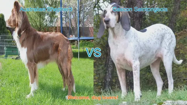 Video thumbnail for Australian Shepherd vs. Gascon Saintongeois: A Comprehensive Breed Comparison