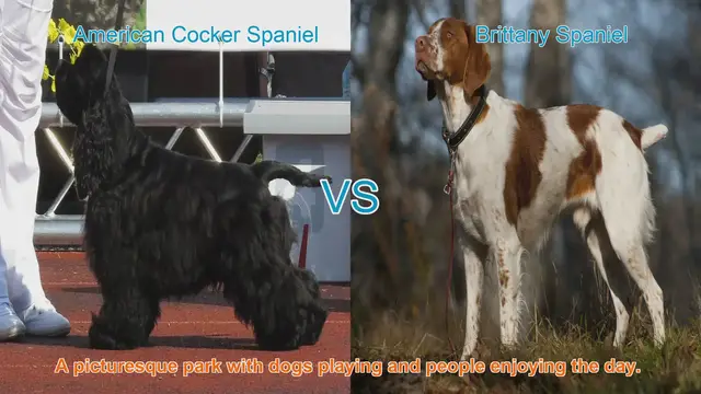 Video thumbnail for Spaniel Showdown: American Cocker vs. Brittany Spaniel