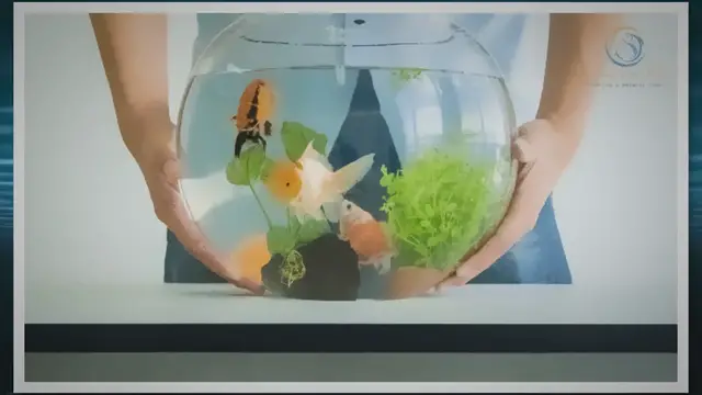 Video thumbnail for The Top Benefits of Choosing a Glass Fish Tank