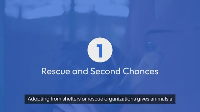 'Video thumbnail for Adopting a Pet Choosing Kindness'