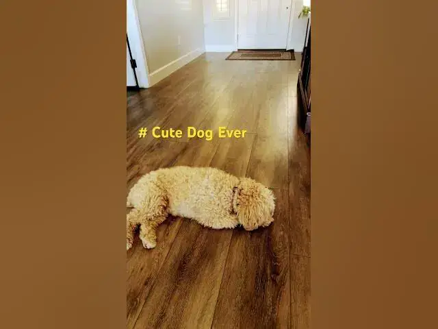 Video thumbnail for # Cute DOG