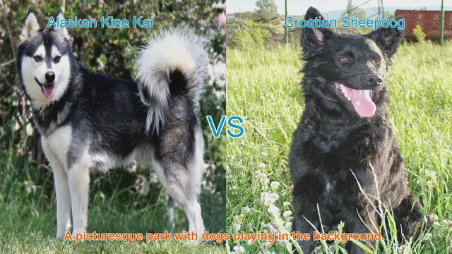 Video thumbnail for Alaskan Klee Kai VS Croatian Sheepdog