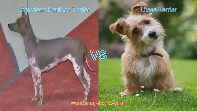 Video thumbnail for American Hairless Terrier vs. Lucas Terrier: A Comprehensive Comparison