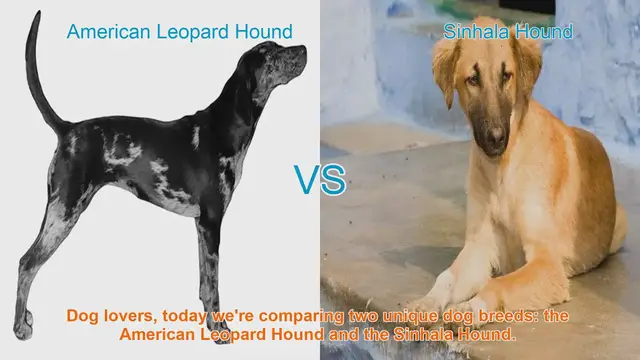 Video thumbnail for American Leopard Hound vs. Sinhala Hound: A Comparative Guide