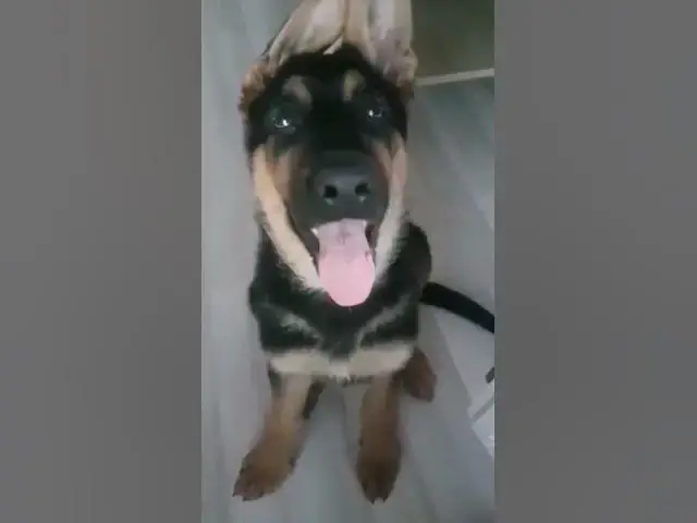 Video thumbnail for #happydog #happy #dog #germanshepherd #gsdpuppy #gsd