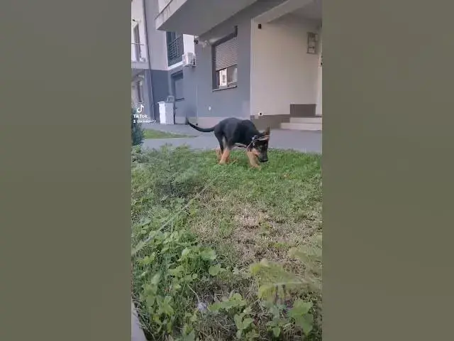 Video thumbnail for #happydog #happy #dog #germanshepherd #gsdpuppy #gsd