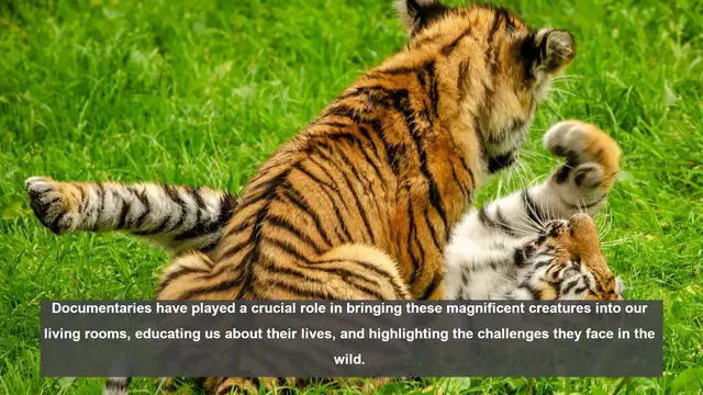 Video thumbnail for 10 Must-See Tiger Documentaries: From Ranthambore to Siberia
