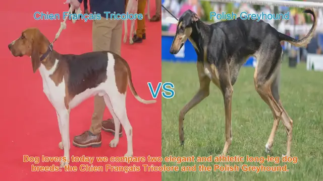 Video thumbnail for Comparing Chien Français Tricolore and Polish Greyhound: Elegant Long-Leg Dog Breeds