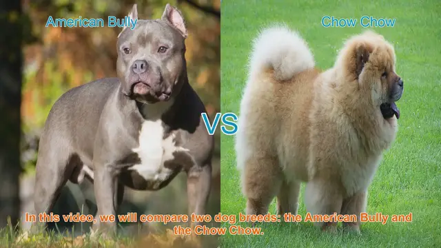Video thumbnail for American Bully vs. Chow Chow: A Breed Comparison