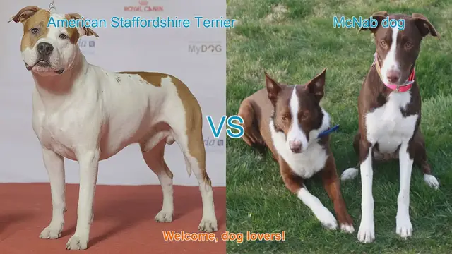 Video thumbnail for American Staffordshire Terrier vs. McNab Dog: A Comparison of Two Unique Breeds