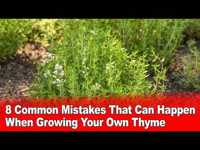 Video thumbnail for 8 Common Gardening Mistakes That Can Happen When Growing Your Own Thyme