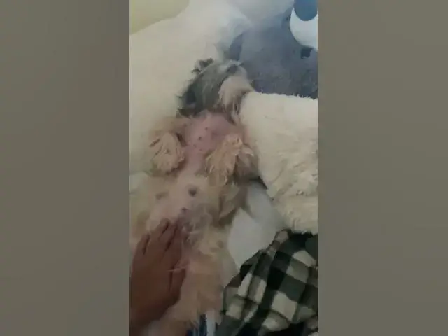 Video thumbnail for Drunken Pup Be Like | Lala’s Best Reaction When Being Noticed. #cuteshihtzu #petlover #shihtzu