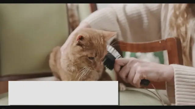 Video thumbnail for Ragdoll Cat Grooming Essentials: Maintaining a Healthy Coat