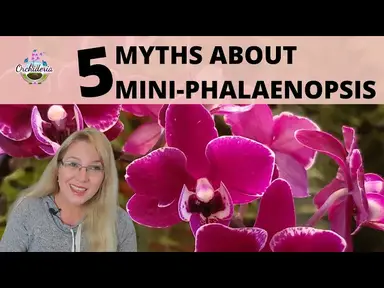 'Video thumbnail for Things They Don't Tell You About Mini-Phalaenopsis Orchids'