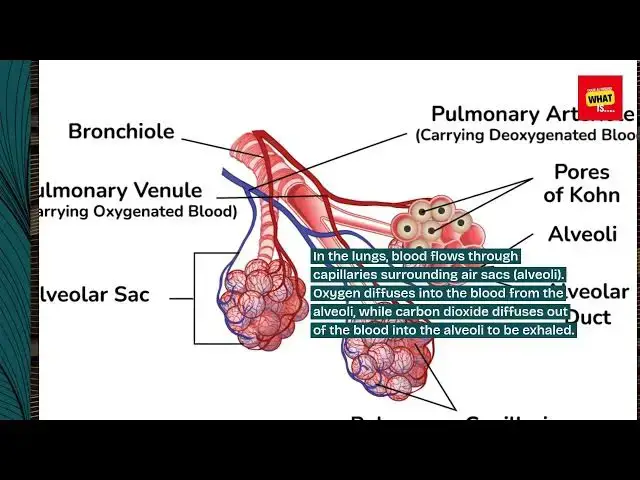 Video thumbnail for What is the Science Behind Blood Circulation?