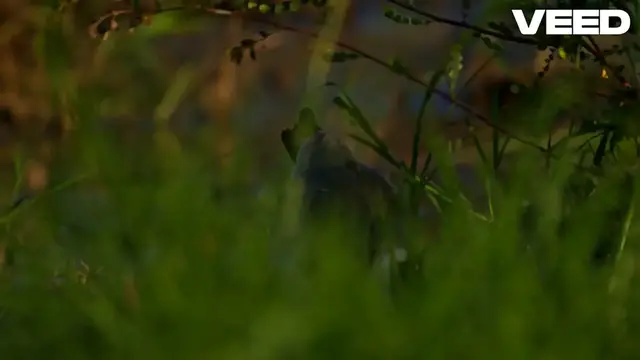 Video thumbnail for Black-headed ibis Birds