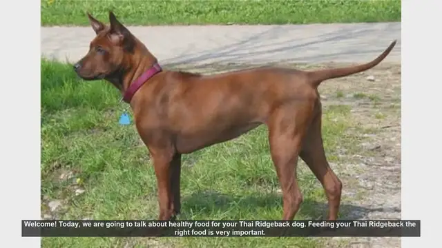 Video thumbnail for Healthy Food Tips for Your Thai Ridgeback Dog