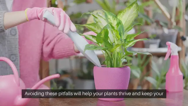 Video thumbnail for Indoor Gardening Common Mistakes to Avoid